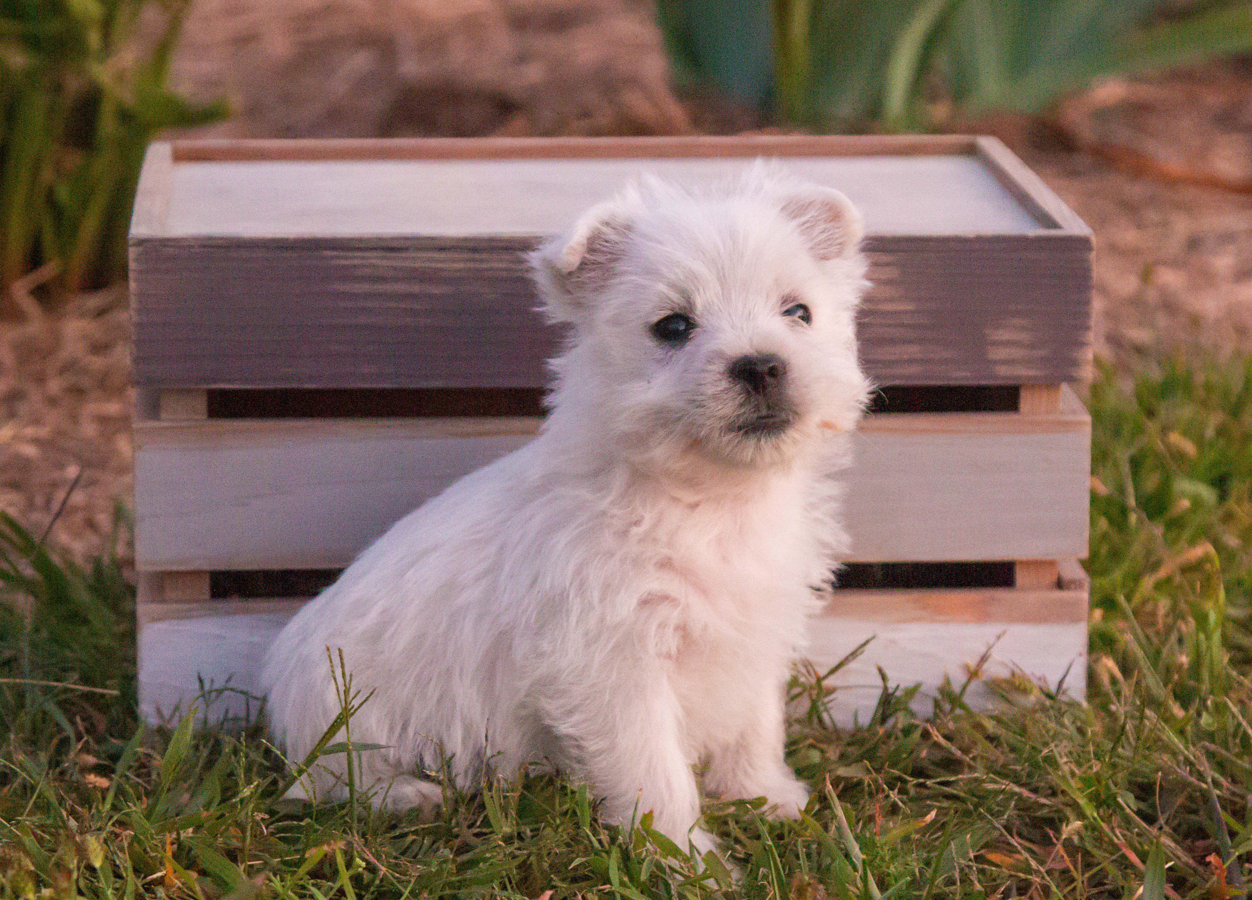 puppy, for, sale, West Highland White Terrier, Amos B. King, dog, breeder, Romney, WV, dog-breeder, puppy-for-sale, forsale, nearby, find, puppyfind, locator, puppylocator, aca